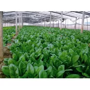 Hibrit Ispanak Tohumu F1 (Bahar - Sanayi Tipi) - 50.000 Adet Tohum