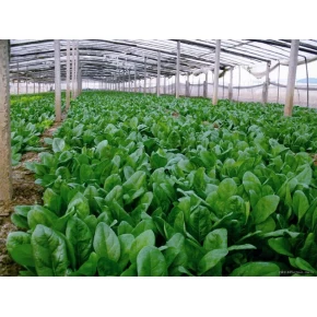 Hibrit Ispanak Tohumu F1 (Bahar - Sanayi Tipi) - 50.000 Adet Tohum