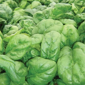 Hibrit Ispanak Tohumu-Lexar F1-50.000 Adet