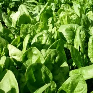 Hibrit Ispanak Tohumu Marrow F1 - 10 Kg
