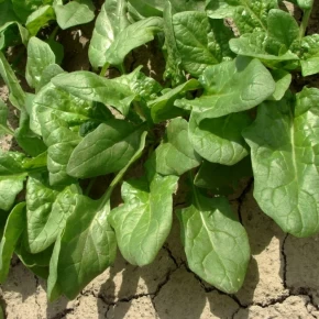 Hibrit Ispanak Tohumu Molino F1 - 50.000 Adet