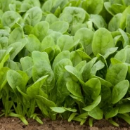 Hibrit Ispanak Tohumu-RACOON RZ F1-1.000.000 Adet