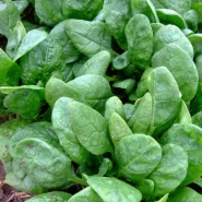 Hibrit Ispanak Tohumu Rouque F1 - 50.000 Adet