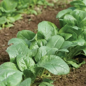 Hibrit Ispanak Tohumu Rouque F1 - 50.000 Adet