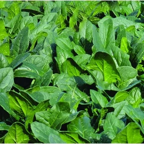 Hibrit Ispanak Tohumu - RS06683549 - 1.000.000 Adet Tohum