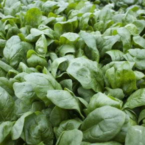 Hibrit Ispanak Tohumu Stolpe F1 - 25 Kg