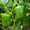 Acı Dolma Biber Fidesi Exwine