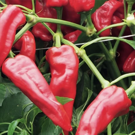 Acı Kapya Biber Fidesi Adanur - 216'lı 50 Viyöl