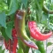 Acı Maraş Biberi Fidesi Beyhan