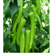 Hibrit Acı Çarliston Biber Tohumu-500 Adet 