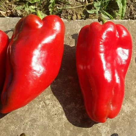 Hibrit Acı Kapya Biber Tohumu-Polsters F1- 500 Adet