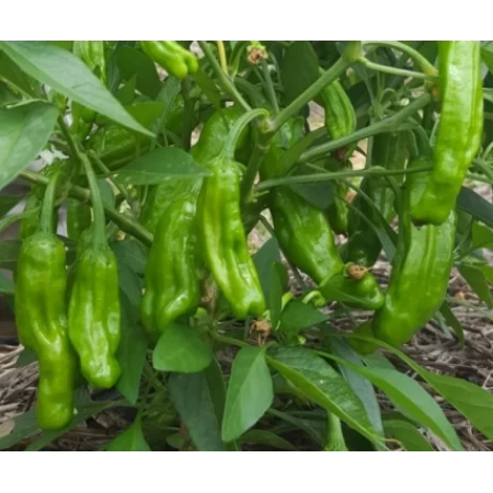 Hibrit Acı Üçburun Biber Tohumu - Dessin F1 - 500 Adet