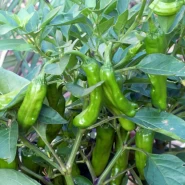 Hibrit Acı Üçburun Biber Fidesi Legger F1