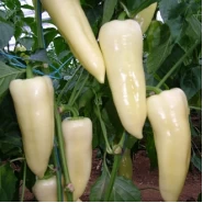 Hibrit Biber Tohumu - BRIOT RZ F1 - 1000 Adet Tohum