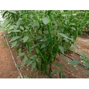 Hibrit Sivri Biber Tohumu - MIZRAK F1 - 1000 Adet 