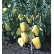 Hibrit Biber Tohumu - C.Wonder F1 - 500 adet