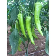 Hibrit Çarliston Biber Tohumu-Az-24 Yağız F1-1000 Adet 