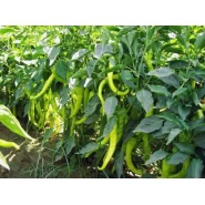 Hibrit Charliston Biber Tohumu - Sarıgelin F1 (Tatlı) - 1000 Adet 