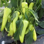 Hibrit Carliston Biber Fidesi Serrentia F1