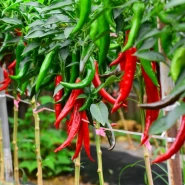 Hibrit Cin Biber Tohumu Earlier F1 - 10.000 Adet