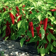 Hibrit Cin Biber Tohumu Raherrx F1 - 1.000 Adet