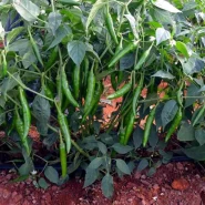 Hibrit Cin Biber Tohumu Lindsay F1 - 1.000 Adet