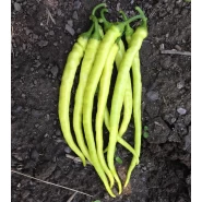 Hibrit Tatlı İnce Sivri Biber Tohumu - Murphy F1 - 10.000 Adet