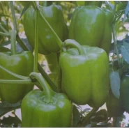 Hibrit Dolma Biber Tohumu - A41 F1 - 1000 Adet 