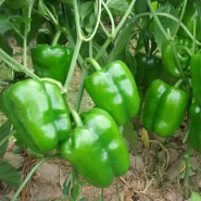 Hibrit Dolma Biber Tohumu - Reddy F1 - 10000 Adet Tohum