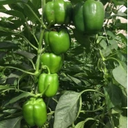 Hibrit Tatlı Dolma Biber Tohumu Tegna F1 - 5000 Adet Tohum