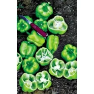 Hibrit Dolma Biber Tohumu - TURBINE F1 - 500 Adet 