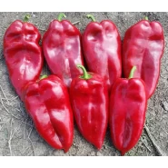 Hibrit Kapya Biber Tohumu - Mercurie F1 - 25.000 Adet 