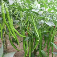 Hibrit Kıl Acı Biber Fidesi Collinas F1