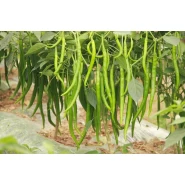 Hibrit Kıl Acı Biber Tohumu - PEDRA F1 - 5. 000 Adet 