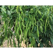 Hibrit Kıl Tatlı Biber Tohumu-Greendla F1- 500 Adet