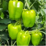 Hibrit Açık Yeşil Tatlı Dolma Biber Tohumu Hopefully F1 - 2.500 Adet