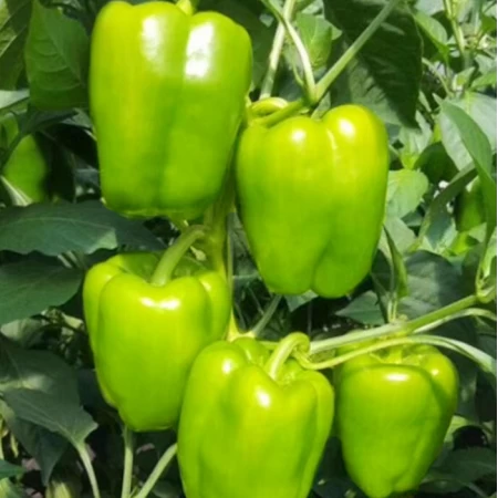 Hibrit Açık Yeşil Tatlı Dolma Biber Tohumu Hopefully F1 - 5.000 Adet