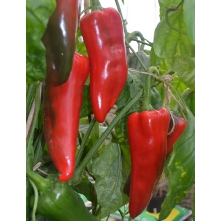 Hibrit Tatlı Kapya Biber Tohumu Luangwe F1- 25.000 Adet