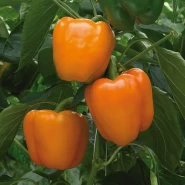 Hibrit Turuncu Kalifornia Dolma Biber Tohumu Coleite F1-1.000 Adet
