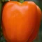 Hibrit Turuncu Kalifornia Dolma Biber Fidesi Coleite F1 - 216'lı 1 Viyöl