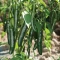 İthal Jalapone Biber Tohumu Storico - 10.000 Adet