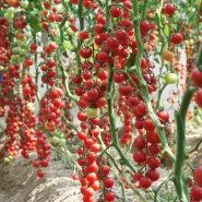 Hibrit Sırık Cherry Domates Fidesi Bright F1