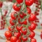 Hibrit Sırık Cherry Domates Tohumu Papier F1 - 5.000 Adet Hibrit Sırık Cherry Domates Tohumu Papier F1 - 5.000 Adet