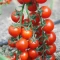 Hibrit Sırık Cherry Domates Tohumu Papier F1 - 5.000 Adet Hibrit Sırık Cherry Domates Tohumu Papier F1 - 5.000 Adet