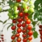 Hibrit Sırık Cherry Domates Tohumu Papier F1 - 5.000 Adet Hibrit Sırık Cherry Domates Tohumu Papier F1 - 5.000 Adet