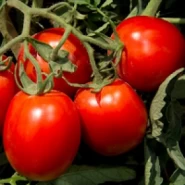 Hibrit Sanayi Domates Tohumu - AB0311 F1 - 25.000 Adet 