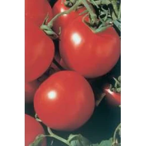  Hibrit Domates Tohumu - Adonis F1 (Sofralık - Oturak ) - 1.000 Adet 