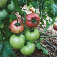 Hibrit Sırık Domates Tohumu - CATALYN F1 - 1.000 Adet 