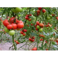 Hibrit Domates Tohumu - Mercan F1 Sırık (Sera) - 1.000 Adet 