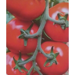 Hibrit Salkım Domates Tohumu - Motif F1 - 1.000 Adet 